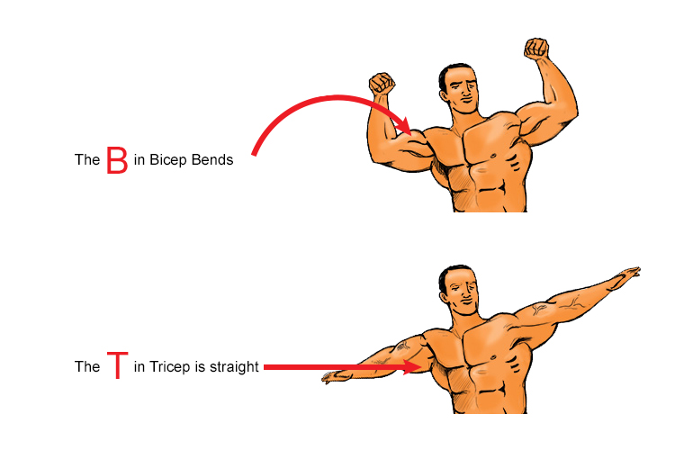 Info graphic showing where the bicep and triceps muscles can be found in the arm